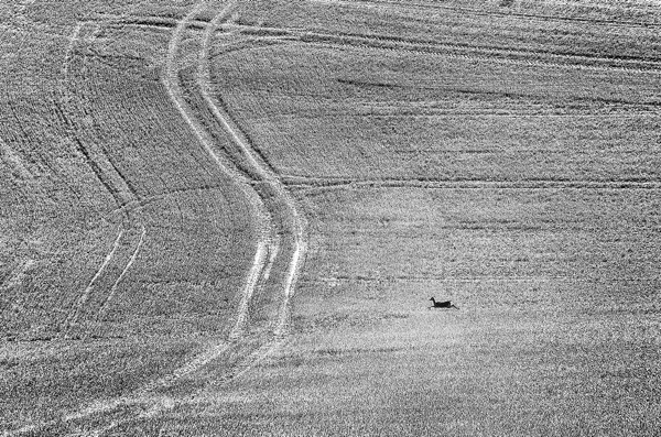 running deer in monochrome